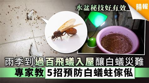 家中出現白蟻|消滅白蟻攻略｜白蟻入屋數月可吃光家具 拆解4個入屋 